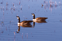 Photo of a couple of Canadian Geese in the water